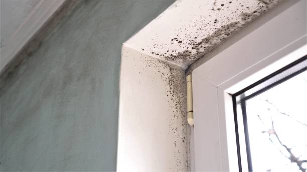 Best Asbestos and Lead Testing During Mold Inspection  in Covina, CA