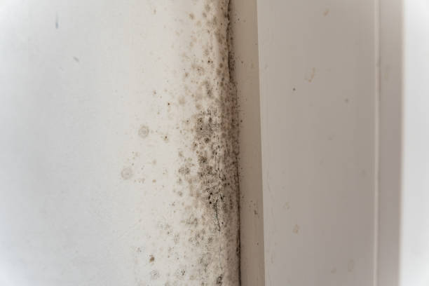 Best Biohazard Mold Removal  in Covina, CA